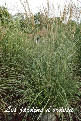 Miscanthus sinensis silver strip